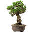 Pinus thunbergii Kotobuki, 27 cm, ± 30 jaar oud, met een nebari van 4,5 cm