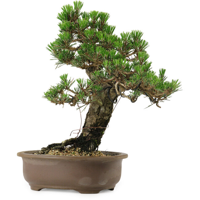 Pinus thunbergii Kotobuki, 27 cm, ± 30 years old, with a nebari of 4,5 cm