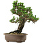 Pinus thunbergii Kotobuki, 27 cm, ± 30 jaar oud, met een nebari van 4,5 cm