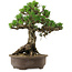 Pinus thunbergii Kotobuki, 27 cm, ± 30 years old, with a nebari of 4,5 cm