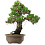 Pinus thunbergii Kotobuki, 27 cm, ± 30 años, con un nebari de 4,5 cm.