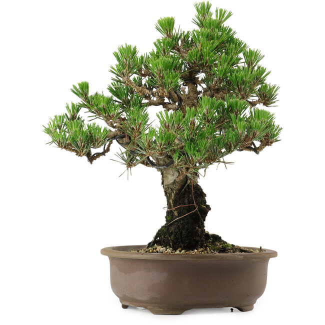 Pinus thunbergii Kotobuki, 27 cm, ± 30 anni, con nebari di 4,5 cm