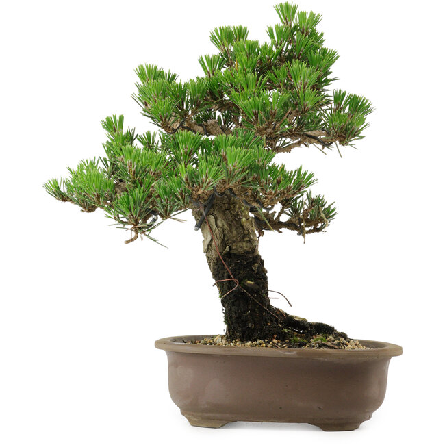 Pinus thunbergii Kotobuki, 27 cm, ± 30 años, con un nebari de 4,5 cm.