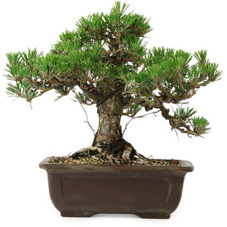 Pinus thunbergii Kotobuki, 25 cm, ± 30 jaar oud
