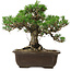 Pinus thunbergii Kotobuki, 25 cm, ± 30 años, con un nebari de 5,5 cm.
