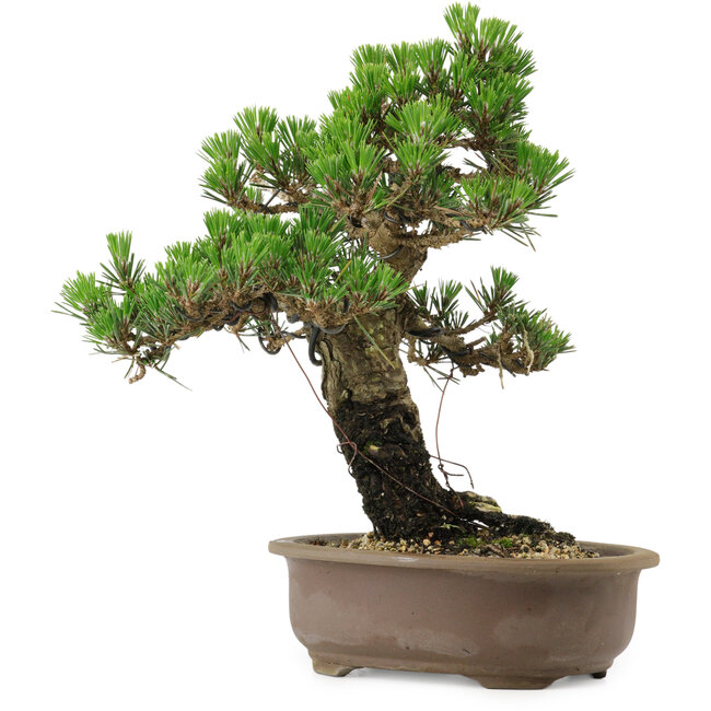 Pinus thunbergii Kotobuki, 27 cm, ± 30 jaar oud, met een nebari van 4,5 cm