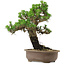 Pinus thunbergii Kotobuki, 27 cm, ± 30 years old, with a nebari of 4,5 cm
