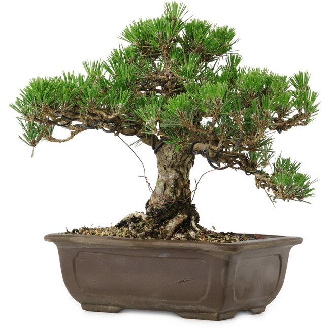 Pinus thunbergii Kotobuki, 25 cm, ± 30 años, con un nebari de 5,5 cm.