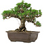 Pinus thunbergii Kotobuki, 25 cm, ± 30 años, con un nebari de 5,5 cm.