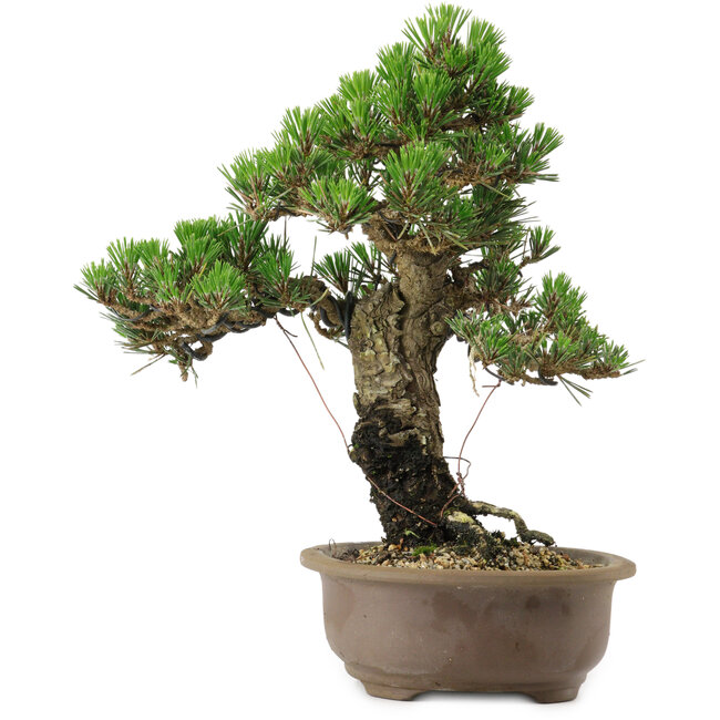 Pinus thunbergii Kotobuki, 27 cm, ± 30 years old, with a nebari of 4,5 cm