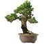 Pinus thunbergii Kotobuki, 27 cm, ± 30 anni, con nebari di 4,5 cm
