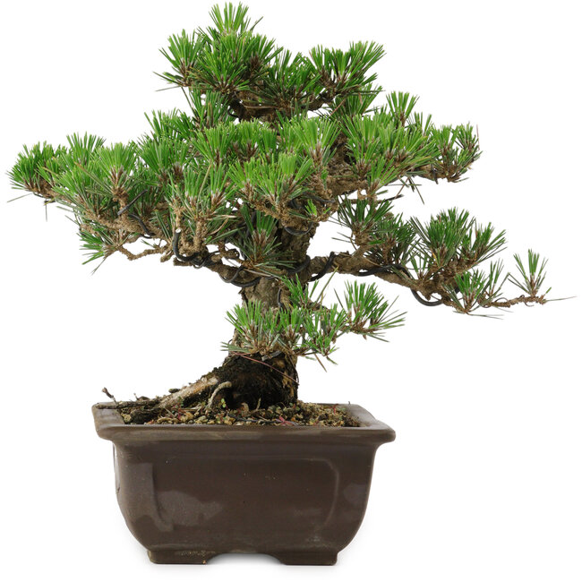 Pinus thunbergii Kotobuki, 25 cm, ± 30 años, con un nebari de 5,5 cm.