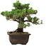 Pinus thunbergii Kotobuki, 25 cm, ± 30 anni, con nebari di 5,5 cm