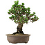 Pinus thunbergii Kotobuki, 27 cm, ± 30 años, con un nebari de 4,5 cm.