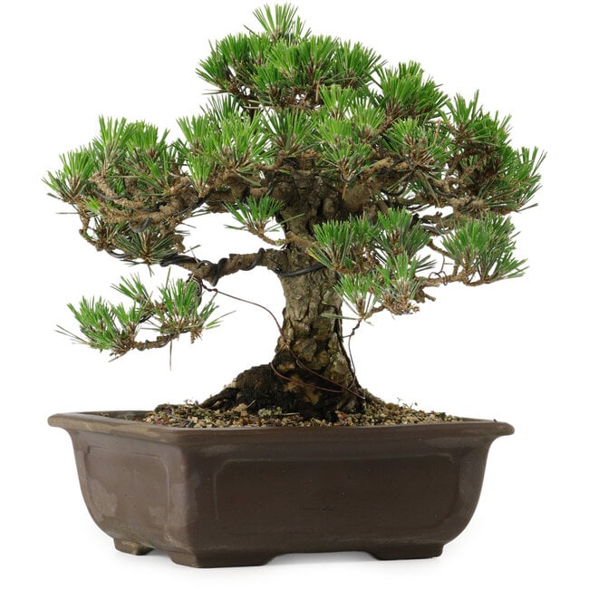 Pinus thunbergii Kotobuki, 25 cm, ± 30 years old, with a nebari of 5,5 cm