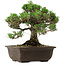 Pinus thunbergii Kotobuki, 25 cm, ± 30 anni, con nebari di 5,5 cm