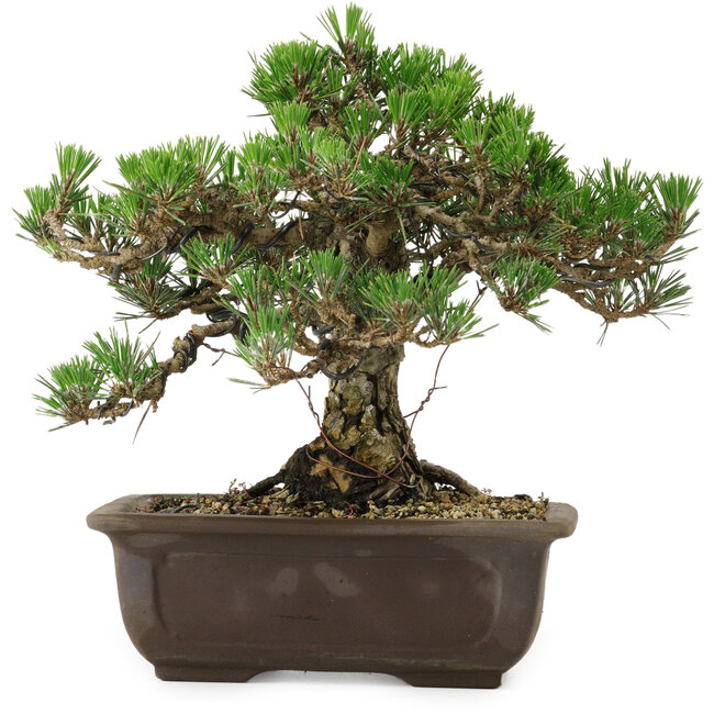 Pinus thunbergii Kotobuki, 25 cm, ca. 30 Jahre alt, mit einem Wurzelansatz von 5,5 cm