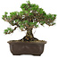 Pinus thunbergii Kotobuki, 25 cm, ± 30 ans, avec un nebari de 5,5 cm