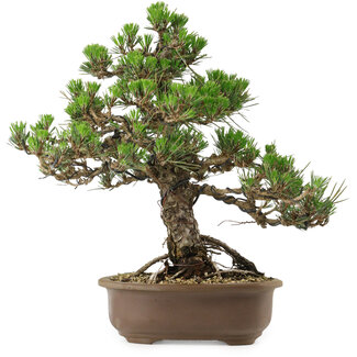 Pinus thunbergii Kotobuki, 31 cm, ± 30 jaar oud