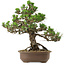 Pinus thunbergii Kotobuki, 31 cm, ± 30 jaar oud, met een nebari van 4,5 cm