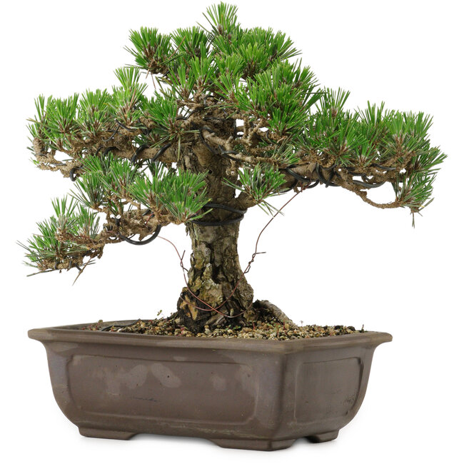 Pinus thunbergii Kotobuki, 25 cm, ± 30 anni, con nebari di 5,5 cm