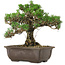Pinus thunbergii Kotobuki, 25 cm, ± 30 years old, with a nebari of 5,5 cm