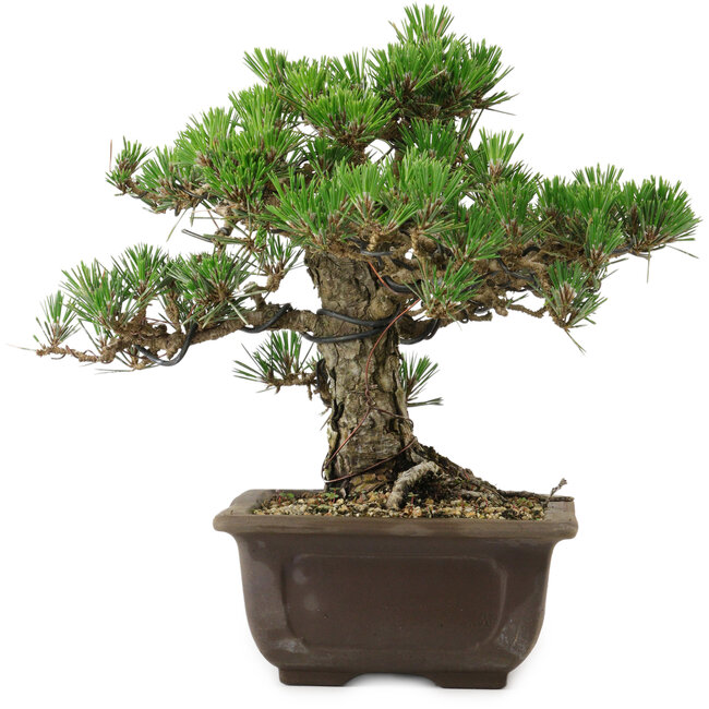 Pinus thunbergii Kotobuki, 25 cm, ± 30 anni, con nebari di 5,5 cm