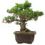Pinus thunbergii Kotobuki, 25 cm, ± 30 anni, con nebari di 5,5 cm