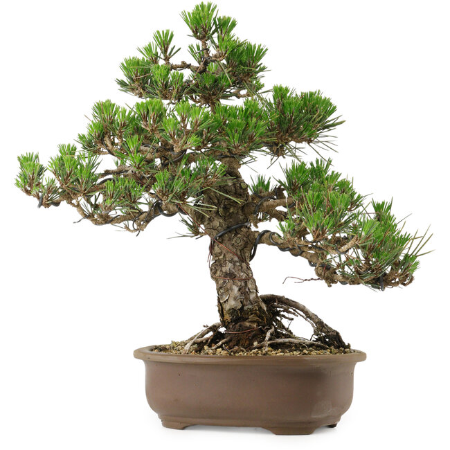 Pinus thunbergii Kotobuki, 31 cm, ± 30 años, con un nebari de 4,5 cm.