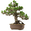 Pinus thunbergii Kotobuki, 31 cm, ± 30 anni, con nebari di 4,5 cm