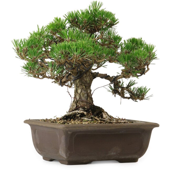 Pinus thunbergii Kotobuki, 25 cm, ± 30 anni, con nebari di 5,5 cm