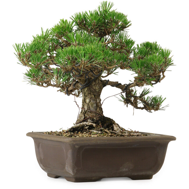 Pinus thunbergii Kotobuki, 25 cm, ± 30 años, con un nebari de 5,5 cm.