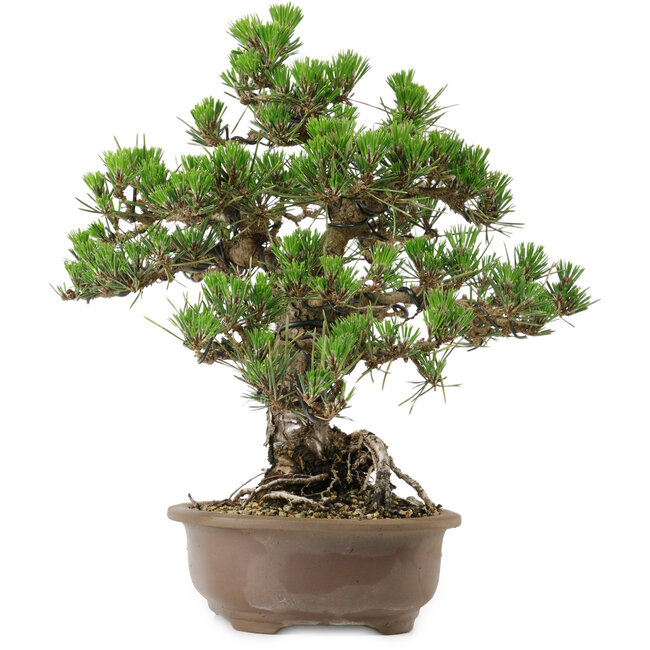 Pinus thunbergii Kotobuki, 31 cm, ± 30 anni, con nebari di 4,5 cm