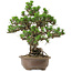 Pinus thunbergii Kotobuki, 31 cm, ± 30 anni, con nebari di 4,5 cm