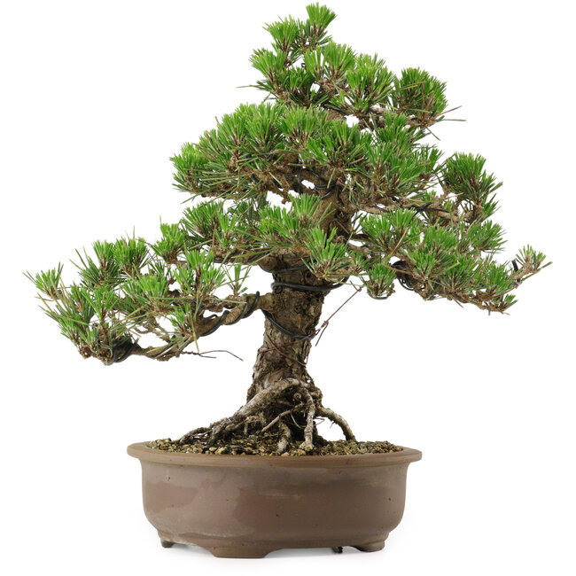 Pinus thunbergii Kotobuki, 31 cm, ± 30 years old, with a nebari of 4,5 cm