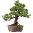 Pinus thunbergii Kotobuki, 31 cm, ± 30 ans, avec un nebari de 4,5 cm