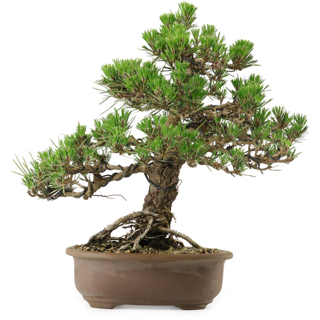 Pinus thunbergii Kotobuki, 31 cm, ± 30 anni, con nebari di 4,5 cm