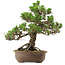 Pinus thunbergii Kotobuki, 31 cm, ca. 30 Jahre alt, mit einem Wurzelhals von 4,5 cm