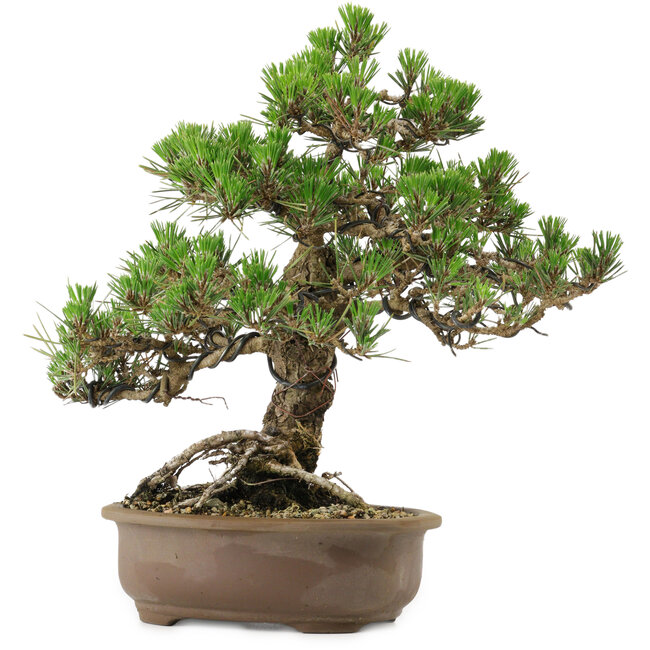 Pinus thunbergii Kotobuki, 31 cm, ± 30 ans, avec un nebari de 4,5 cm