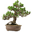 Pinus thunbergii Kotobuki, 31 cm, ± 30 years old, with a nebari of 4,5 cm