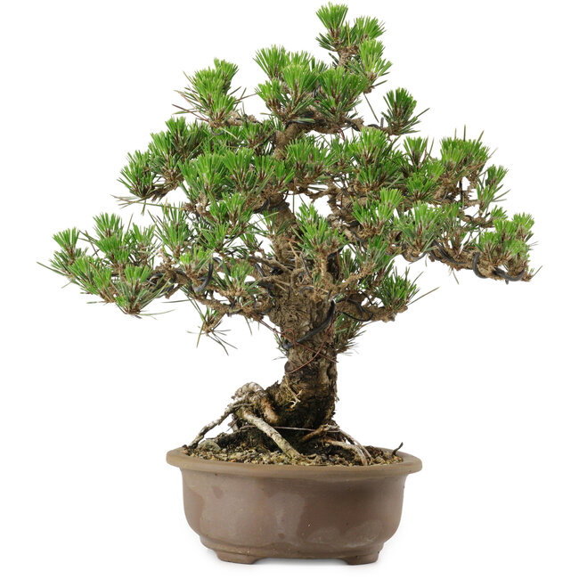 Pinus thunbergii Kotobuki, 31 cm, ± 30 anni, con nebari di 4,5 cm