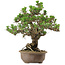 Pinus thunbergii Kotobuki, 31 cm, ± 30 anni, con nebari di 4,5 cm