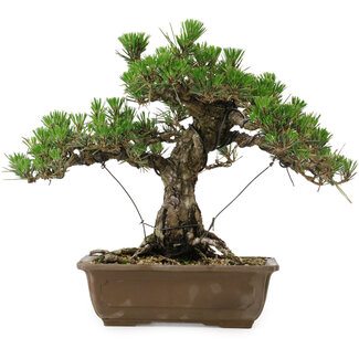 Pinus thunbergii Kotobuki, 30,5 cm, ± 30 anni