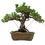 Pinus thunbergii Kotobuki, 30,5 cm, ± 30 años de edad, con un nebari de 4,5 cm.