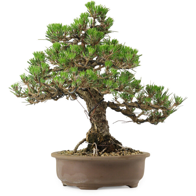 Pinus thunbergii Kotobuki, 31 cm, ± 30 años, con un nebari de 4,5 cm.