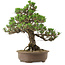 Pinus thunbergii Kotobuki, 31 cm, ± 30 years old, with a nebari of 4,5 cm