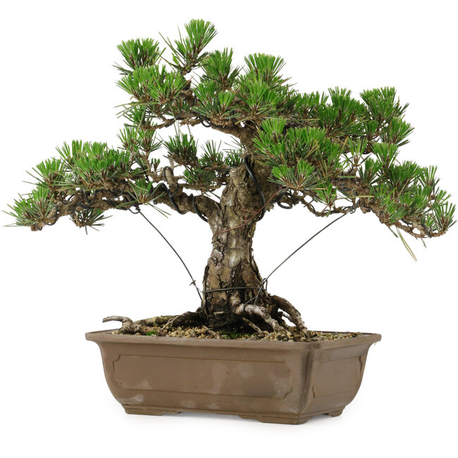 Pinus thunbergii Kotobuki, 30,5 cm, ± 30 Jahre alt, mit einem Wurzelansatz von 4,5 cm