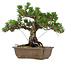 Pinus thunbergii Kotobuki, 30,5 cm, ± 30 years old, with a nebari of 4,5 cm