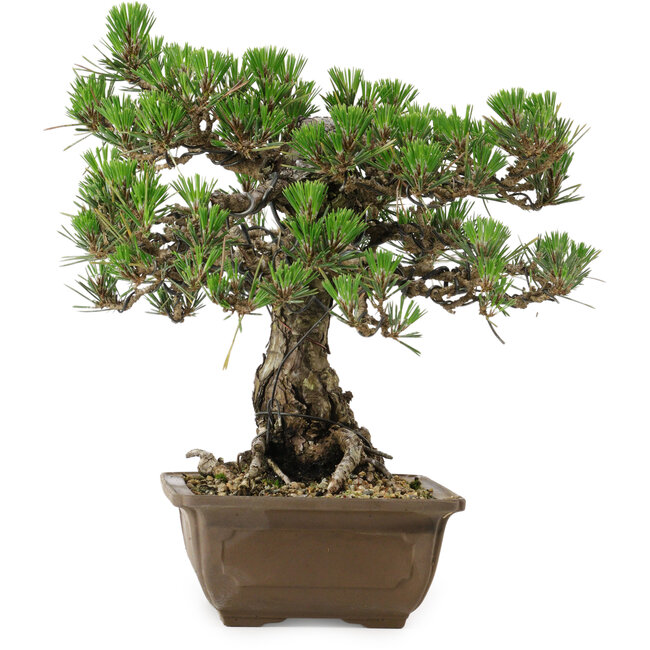 Pinus thunbergii Kotobuki, 30,5 cm, ± 30 anni, con nebari di 4,5 cm