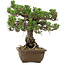 Pinus thunbergii Kotobuki, 30,5 cm, ± 30 jaar oud, met een nebari van 4,5 cm